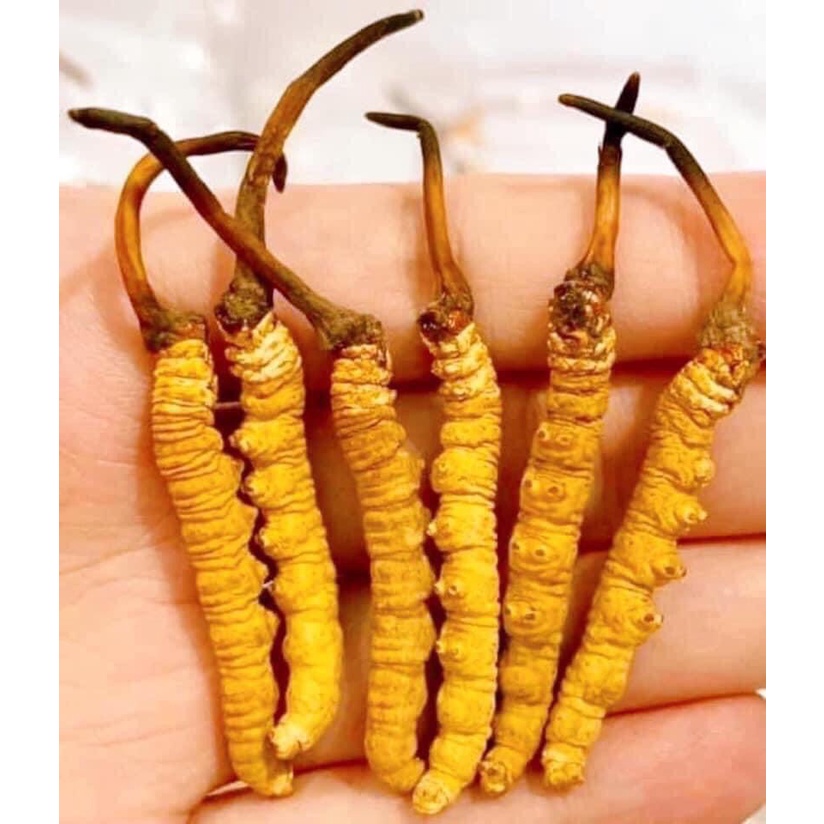 [SHOCK Price] BHUTAN WHOLE CORDRY - (SPECIAL PRODUCT) 10gr (10-15 pieces) premium quality great tonic MS01
