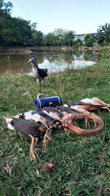 35++ Gambar patung burung ruak ruak terbaru