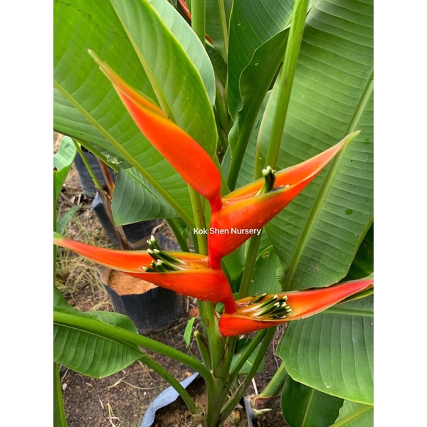 Buy Heliconia Bihai Lobster Claw/Jual Batang Benih/Bunga Hidup 