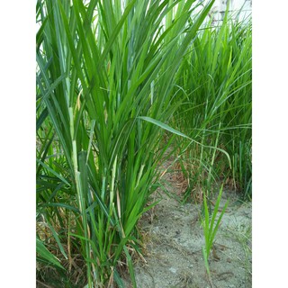 Benih Rumput Napier Pakchong 1KG Shopee Malaysia Benih Rumput Napier Pakchong 1KG Shopee Malaysia