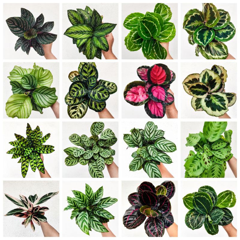 Calathea (Real Live Plant) | Shopee Malaysia