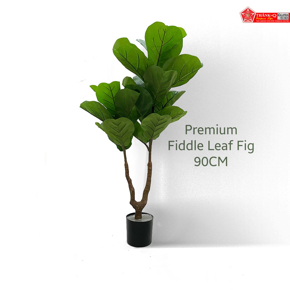 Pokok Viral - Fiddle Leaf Fig (ready Stock) 