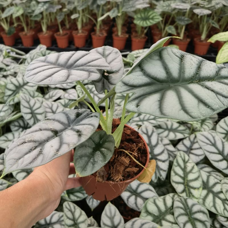 Alocasia Kriss/Stingray/ Silver Dragon/Mickey Mouse/Colocasia Rare ...