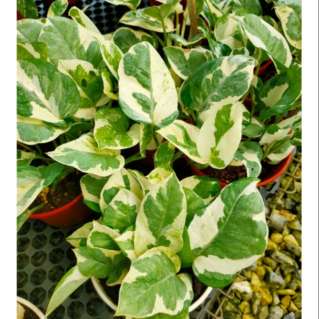 Epipremnum Variegated Marble Queen Money Plant Pokok Duit Batik (ready ...