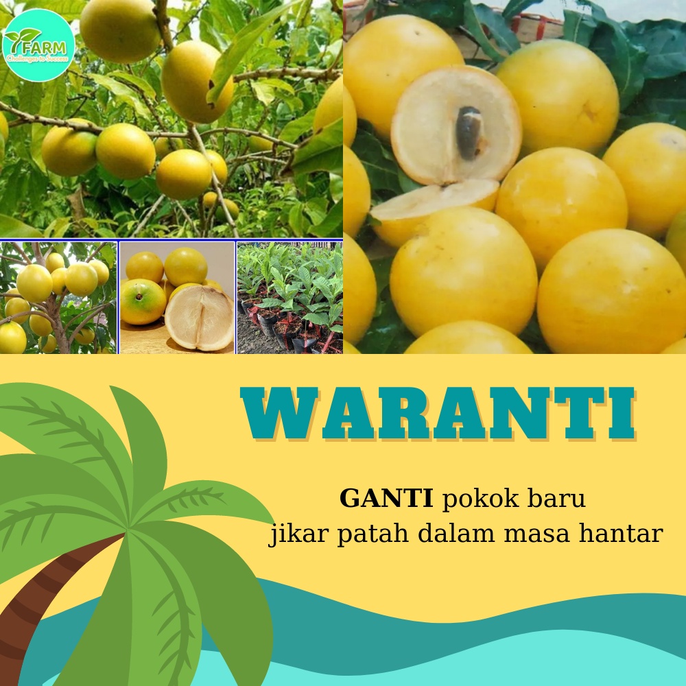 Buy Anak pokok buah Abiu-Ready Stock Di Penang- 100% tulen- Anak 