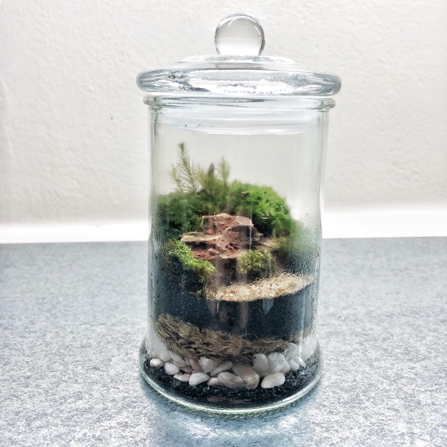 Custom made live terrarium (small) | Shopee Malaysia