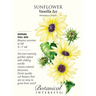 BIJI BENIH BUNGA MATAHARI/SUNFLOWER VANILLA ICE(8 SEEDS ...