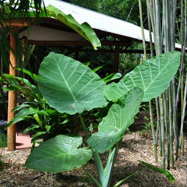 Colocasia Gigantea Seeds Biji Benih Keladi Gajah Telinga Gajah Shopee Malaysia