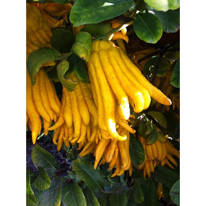 Klang Valley Only Lemon Tangan Buddha Buddha S Hand Lemon Citrus Medica Var Sarcodactylis Pokok Hidup Live Plant Shopee Malaysia