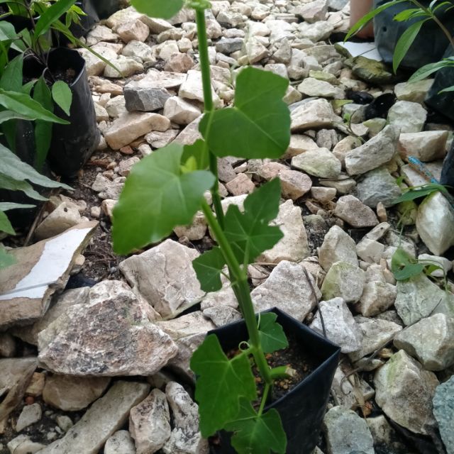 POKOK BUASIR/ KATAM SERIBU Shopee Malaysia