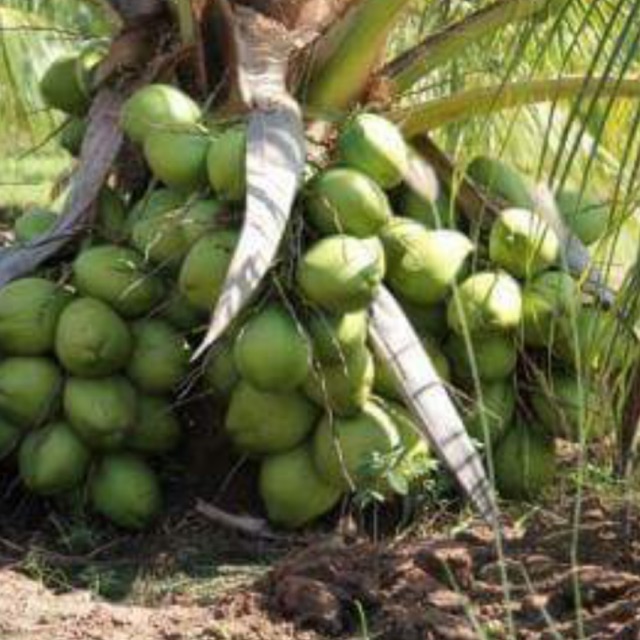 Benih kelapa Coconut seed hybrid Vietnam (c10)