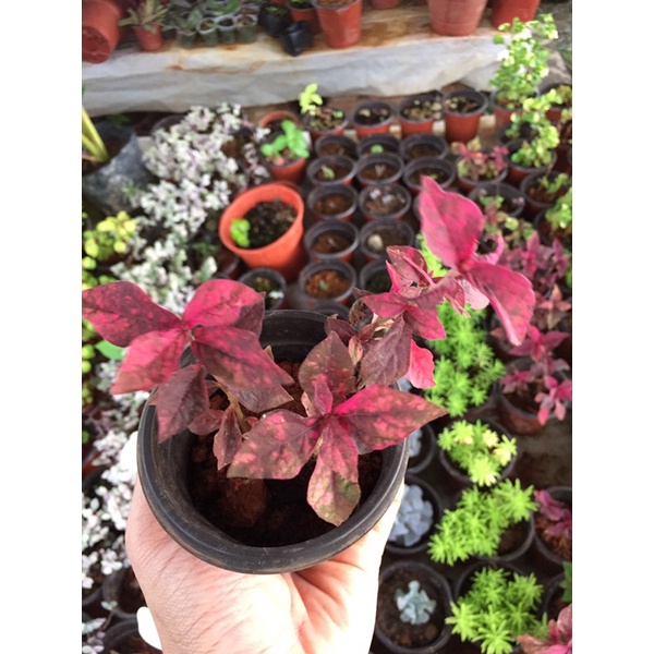 Red Alternanthera Merah Kadang ada Hijau + Kuning Jenis Renek Melata