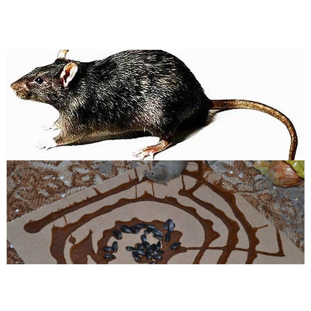 Gam Tikus Gam Untuk Memerangkap Tikus Aitach Gam Tikus Getah Tikus 150g Shopee Malaysia