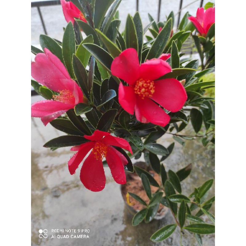 Pokok Bunga Camelia Rajin Berbunga Shopee Malaysia