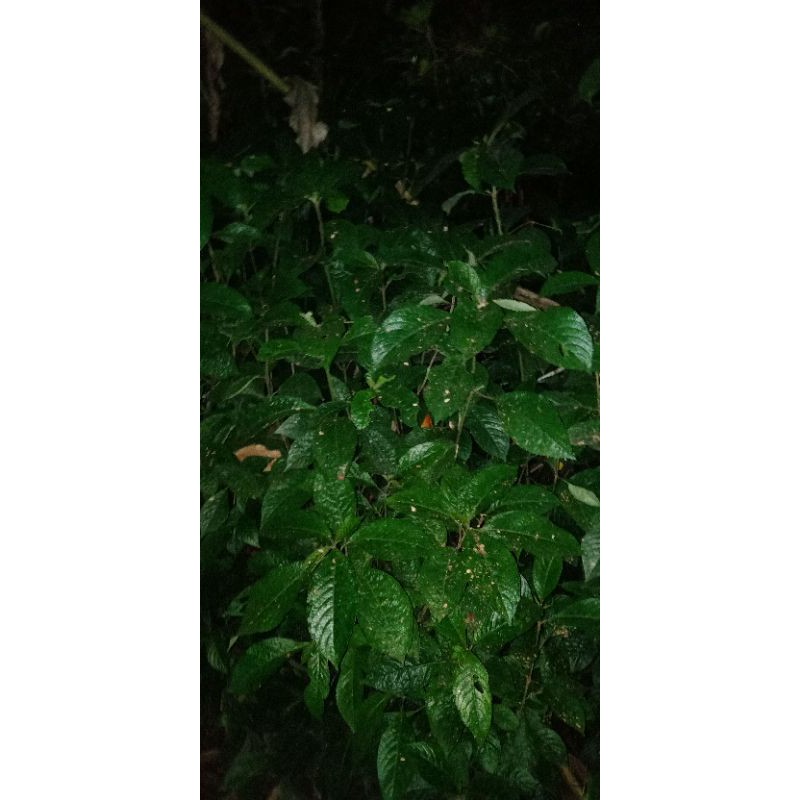 Keratan Pokok Pecah Kaca Atau Pecah Beling Strobilanthes Crispa Shopee Malaysia 0535