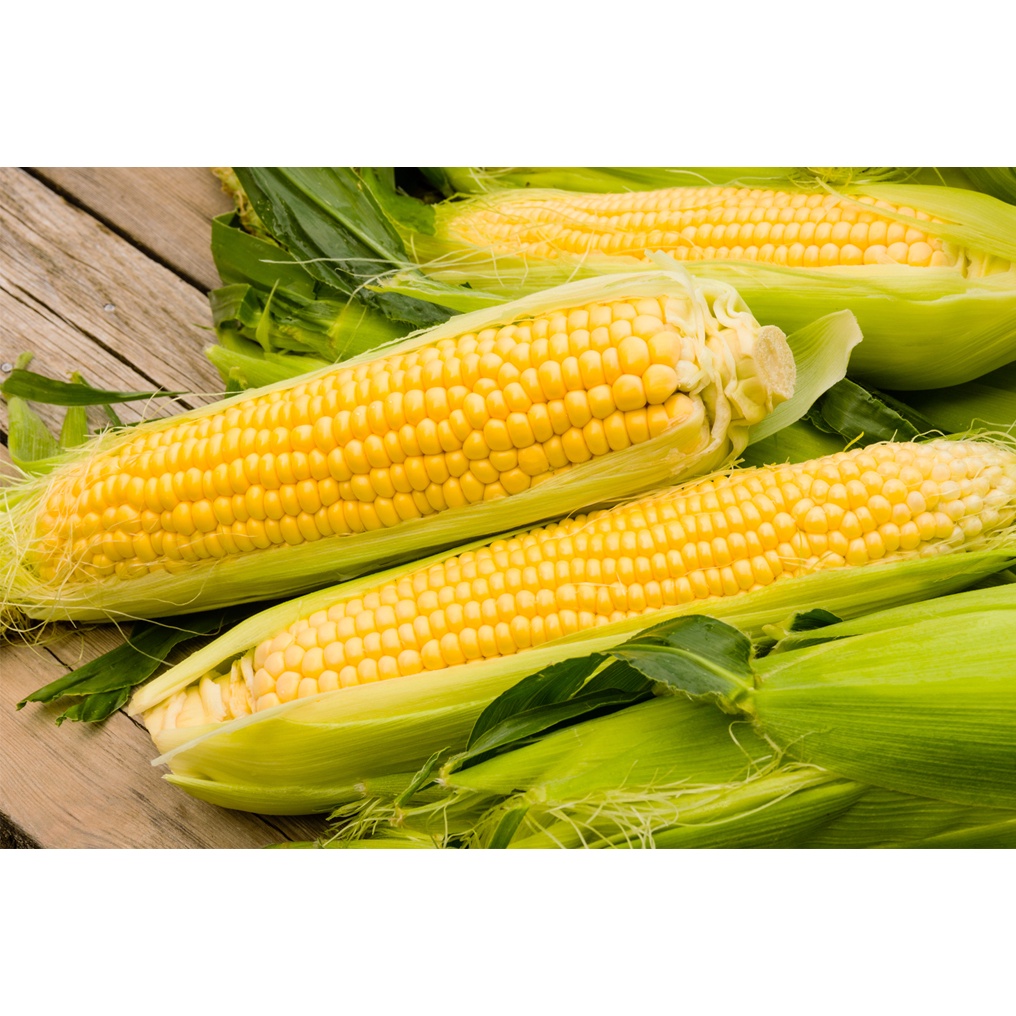 GO GREEN SWEET JAPANESE HONEY GOLD CORN SEEDS BENIH JAGUNG MADU 