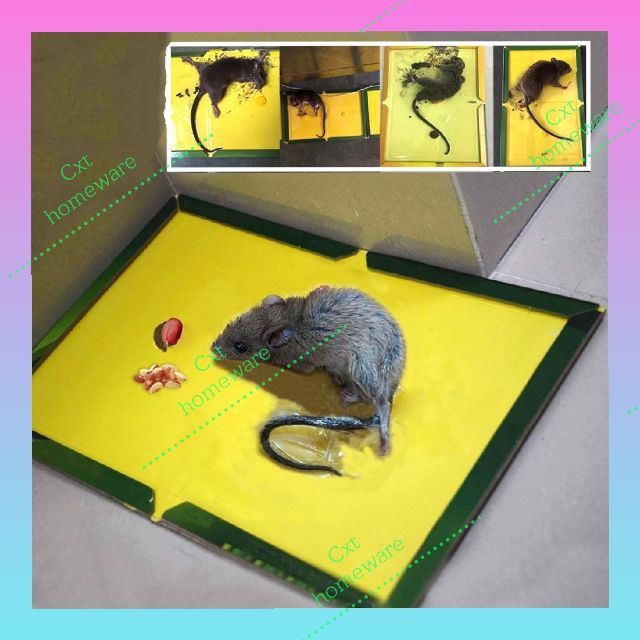 Mouse & Rat Glue Trap Gam Perangkap Tikus Papan Getah Perangkap Papan ...