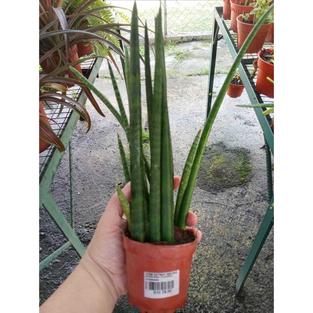 Sansevieria Cylindrica Small Plant Indoor Plant Green Plant Real Plant Potted Plant 