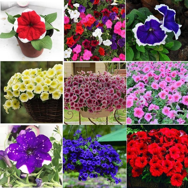【Ready Stock】Flower Seed Home Garden Rare Petunia White Blue Flower