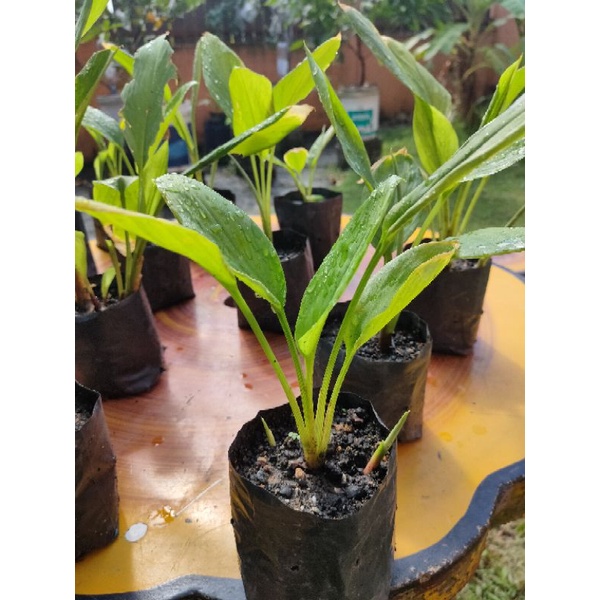 Buy Anak Pokok Temu Kunci Seetracker Malaysia