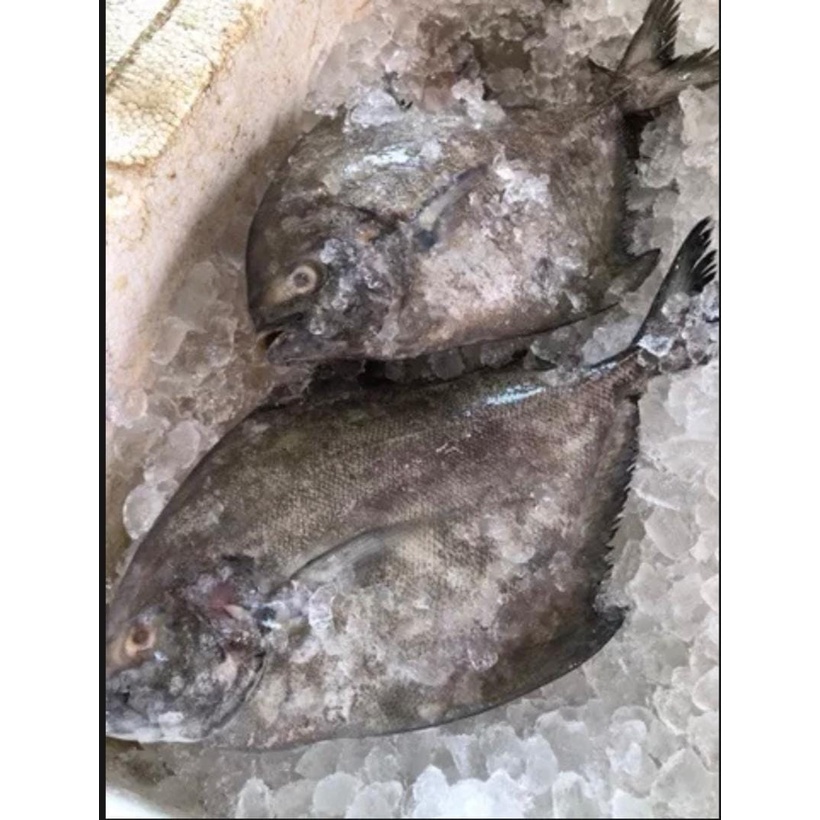 FRESH FROZEN Ikan Bawal Hitam/Black Pomfret 黑昌 L size 600-650gm per size
