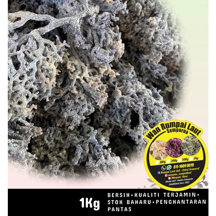 1KG Rumpai Laut Hijau / Dried Seaweed (Eucheuma cottoni) | Shopee Malaysia