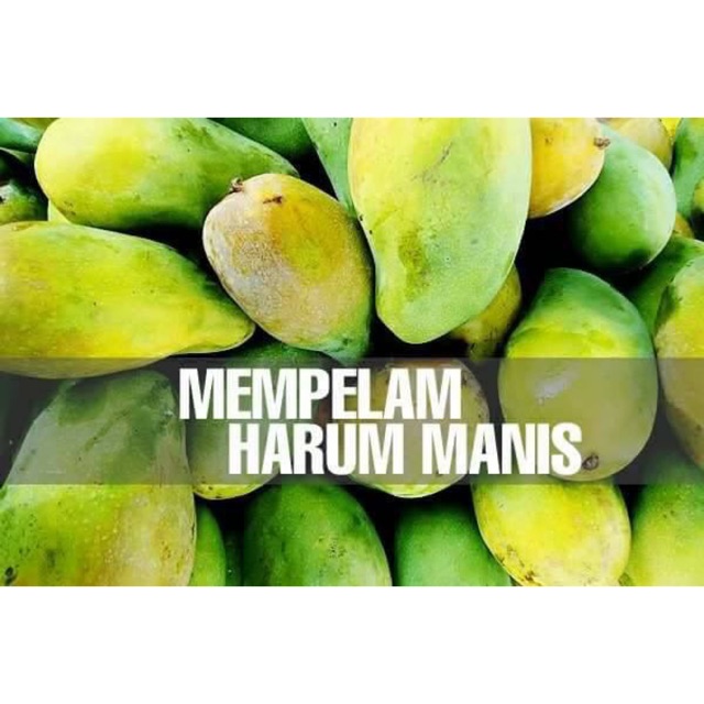 Hot Sale Pokok Mangga Harum Manis Shopee Malaysia