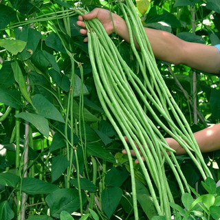 Soon Huat Benih Kacang Panjang 305 Taiwan Long Bean Seeds 台湾菜豆種子 Shopee Malaysia