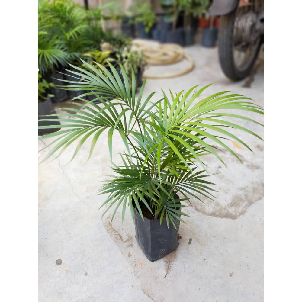 Jawa Palm (Live Plant) (indoor Plant) | Shopee Malaysia