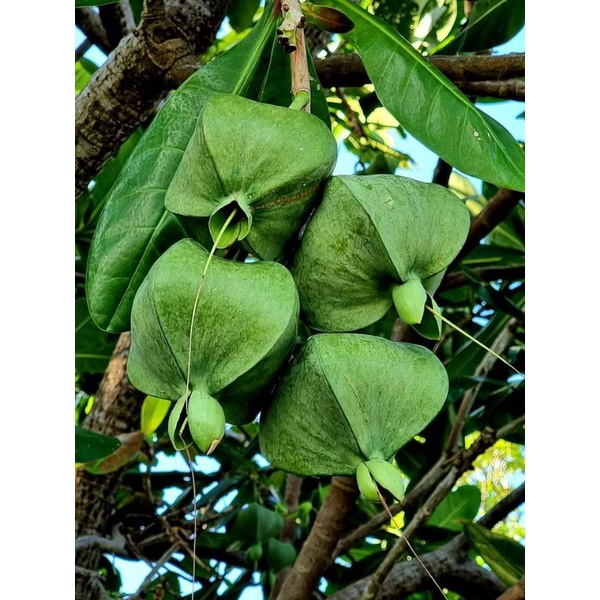 Pokok Putat Laut / Buah Buntong / Baringtonia asiatica | Shopee Malaysia