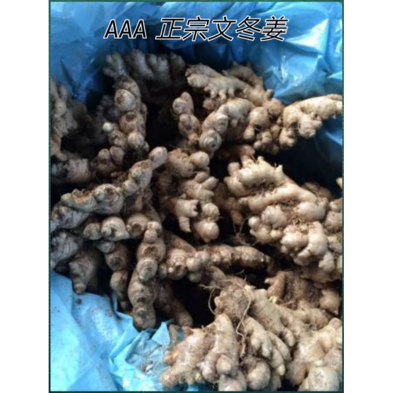 100 正宗文冬姜aaa Premium Grade Pedas Bendong Ginger Shopee Malaysia