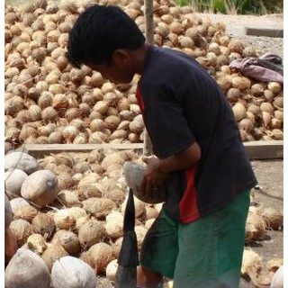 PENGUPAS KELAPA / CHOP KELAPA / KUPAS NYIUR / KUPAS KELAPA / COCONUT ...