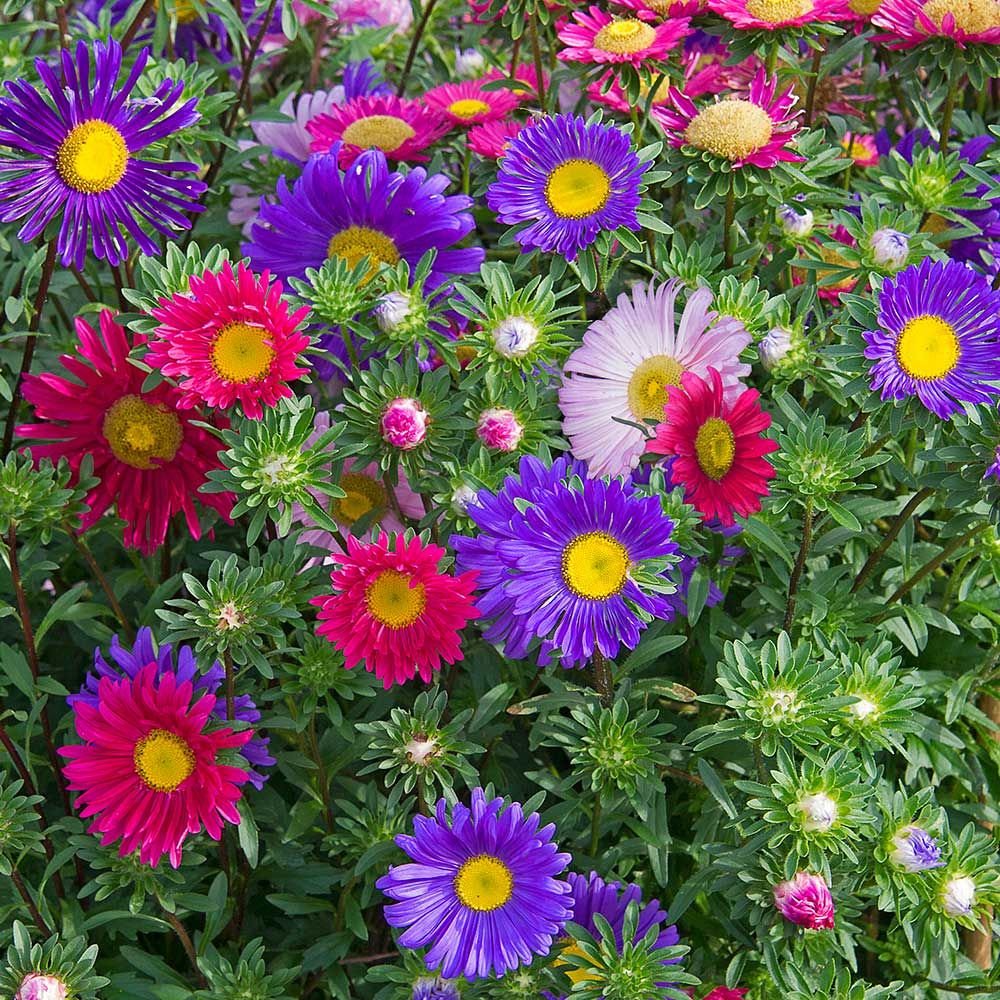 Daisy Aster family Flower Plant Balcony Garden Seed (10