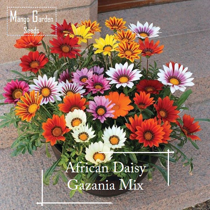 African Daisy Gazania Mix Flower Seeds 100 Seed Pot Friendly Mango Garden Blooms Annually Shopee Malaysia