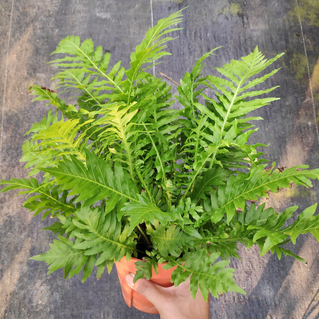 [Fern] Dwarf Tree Fern, coco fern, (Blechnum gibbum) indoor air ...