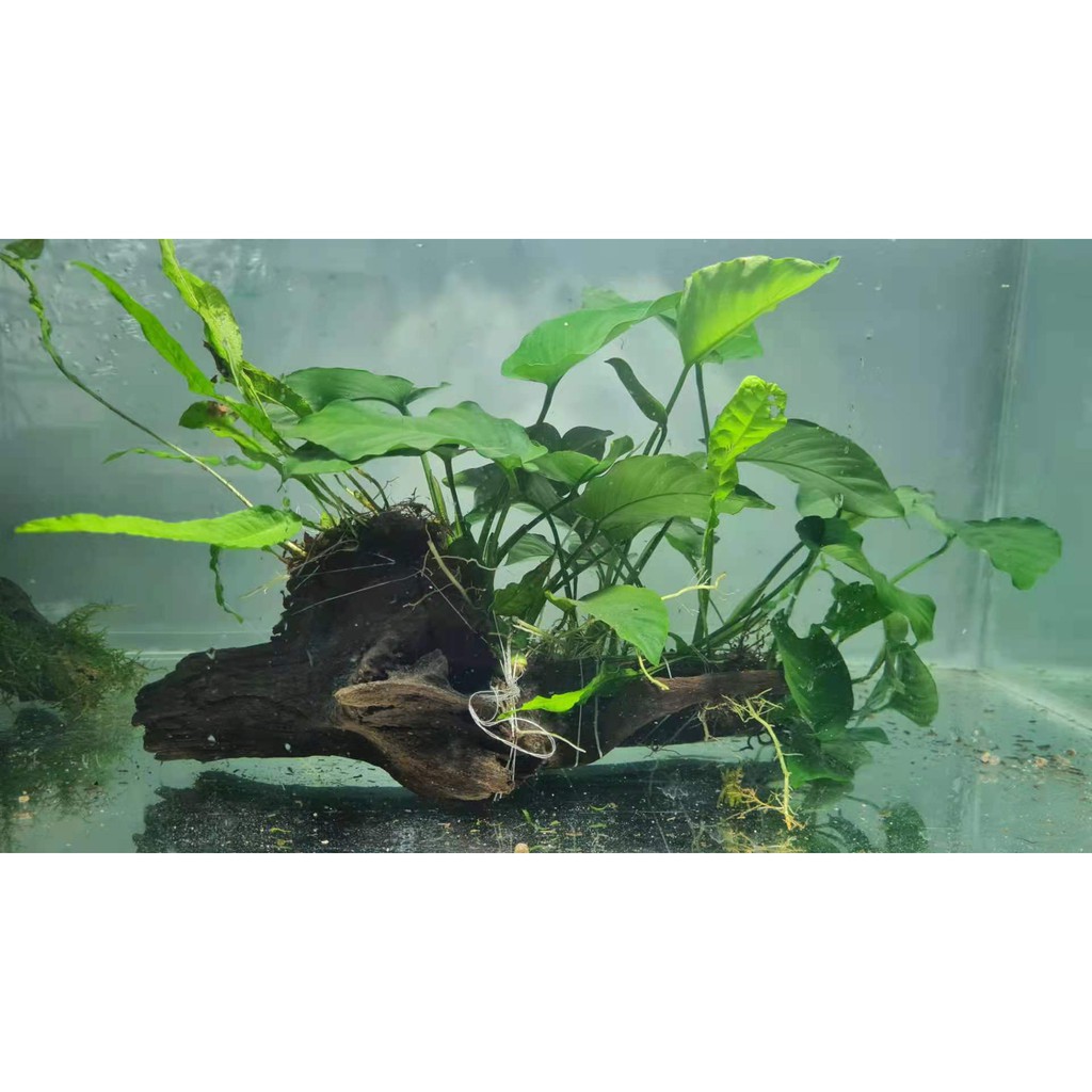 Aquatic Plants Anubias Barteri with Wood | Shopee Malaysia