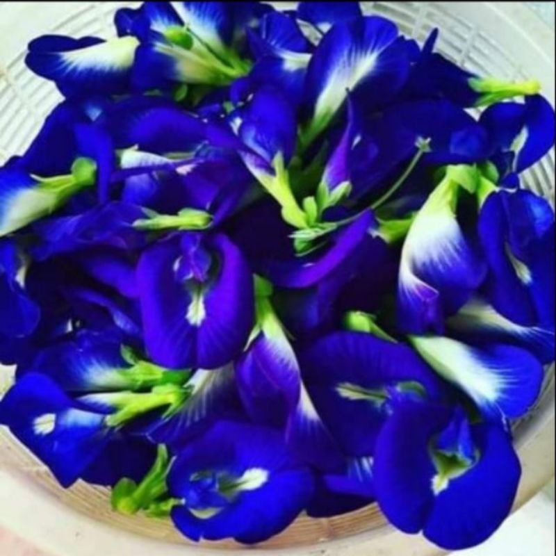 200pcs Dried Butterfly Pea Flowers/bunga Telang Kering 兰花干蝶豆花干dehydrator HYGIENE风干机风干更卫生干净