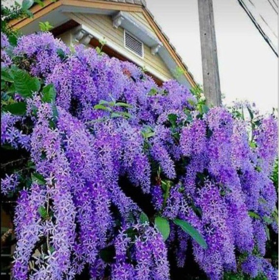 Buy Pokok Sandpaper Vine Purple Seetracker Malaysia