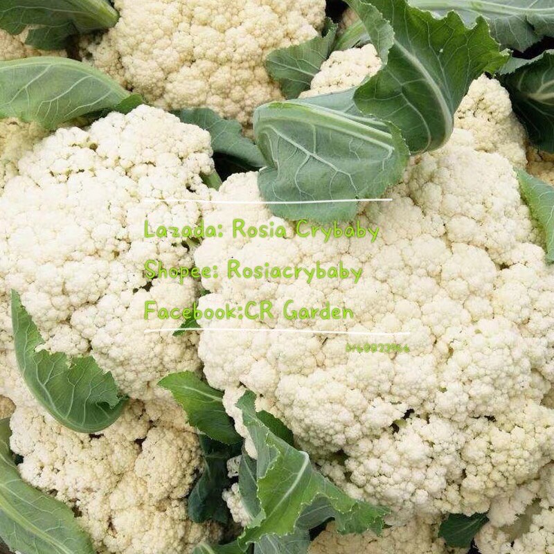 White Cauliflower 10 Seeds 白花椰菜10粒 Shopee Malaysia