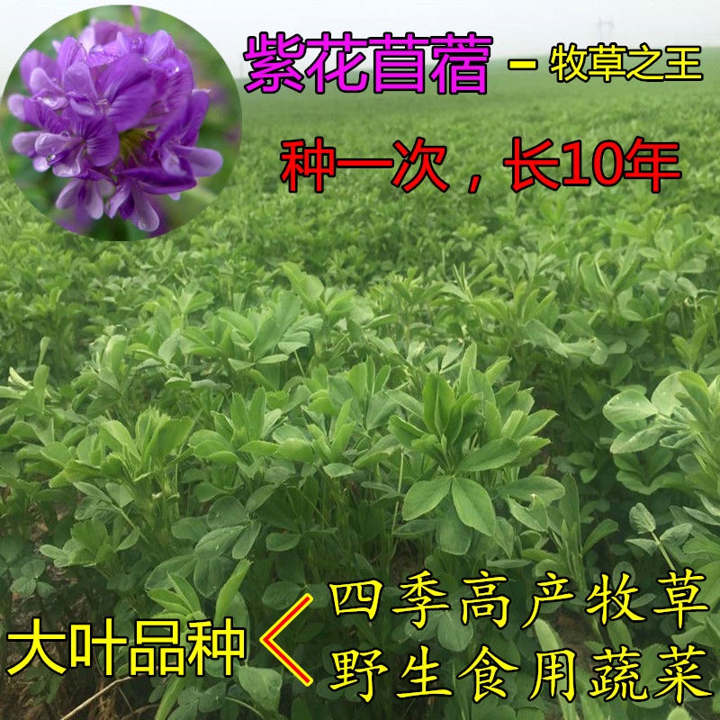 稀有植物种子rare Plant Seeds 紫花苜蓿种子苜蓿草种子野生食用苜蓿菜牛羊鱼多年生牧草种子草籽