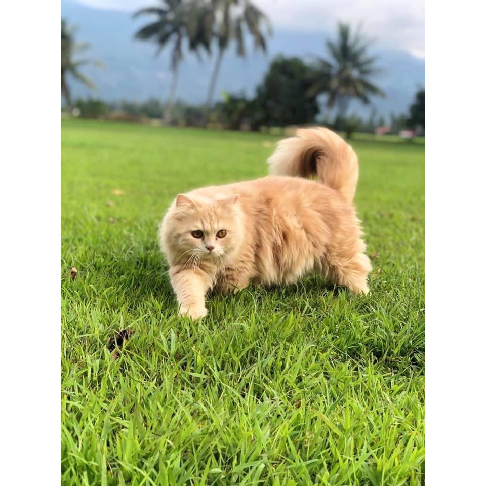 Buy Vitamin Kucing Royal Pet Gebu 1 Biji - 100% Original HQ 