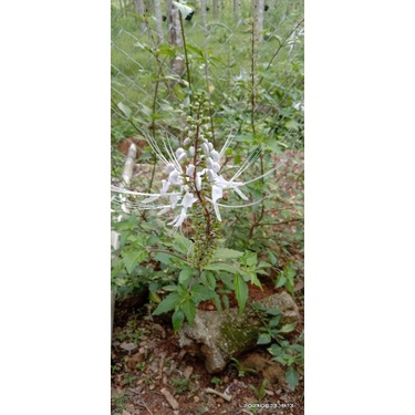 Pokok herba MISAI KUCING Bunga Putih ~ KERATAN BATANG  Shopee 