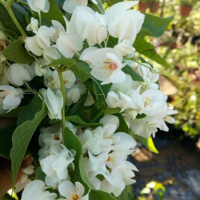 Pokok Bunga Wangi White Coral Vine Air Mata Pengantin Putih Shopee Malaysia