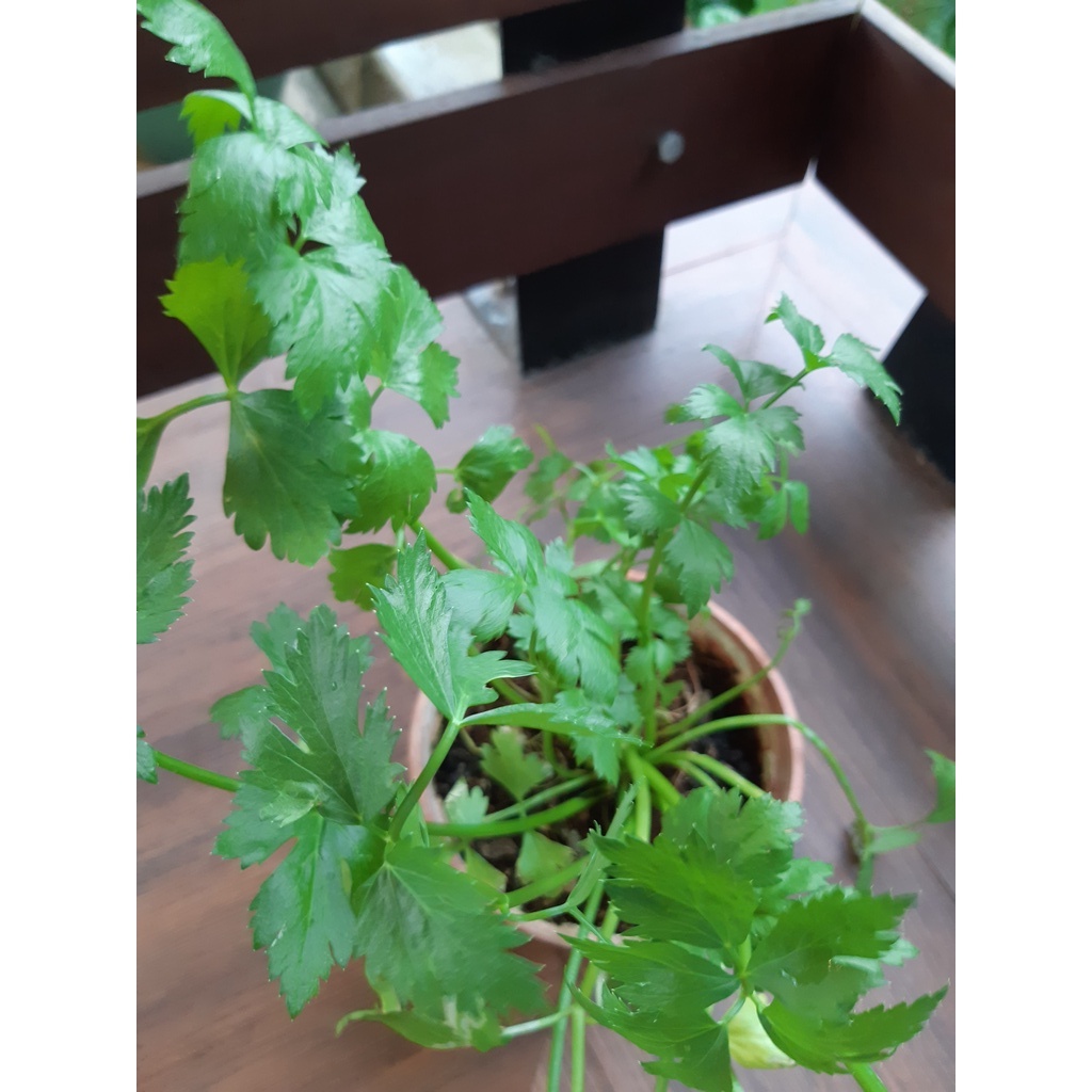 Daun Sup / Chinese Leaf Celery (Apium graveolens var. Secalinum