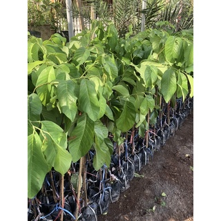 Pokok Nona vietnam hybrid pokok rendah buah sedap | Shopee Malaysia
