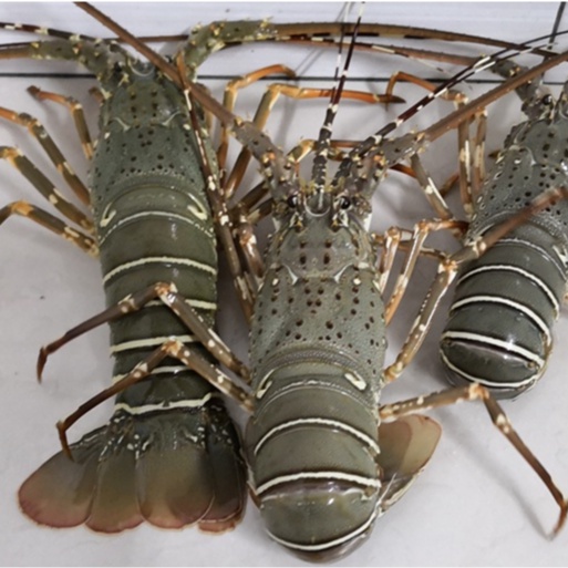 HMSeafood Lobsters Local seafood 澳洲青龙虾