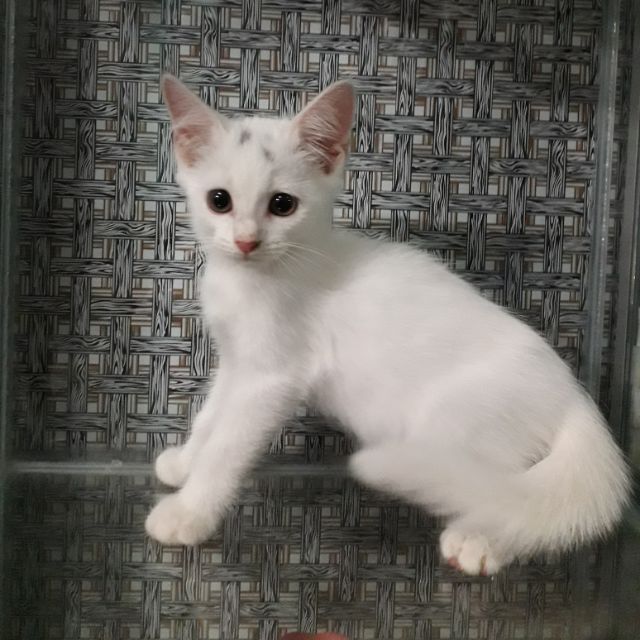 Petland cat food premium 10KG  Shopee Malaysia