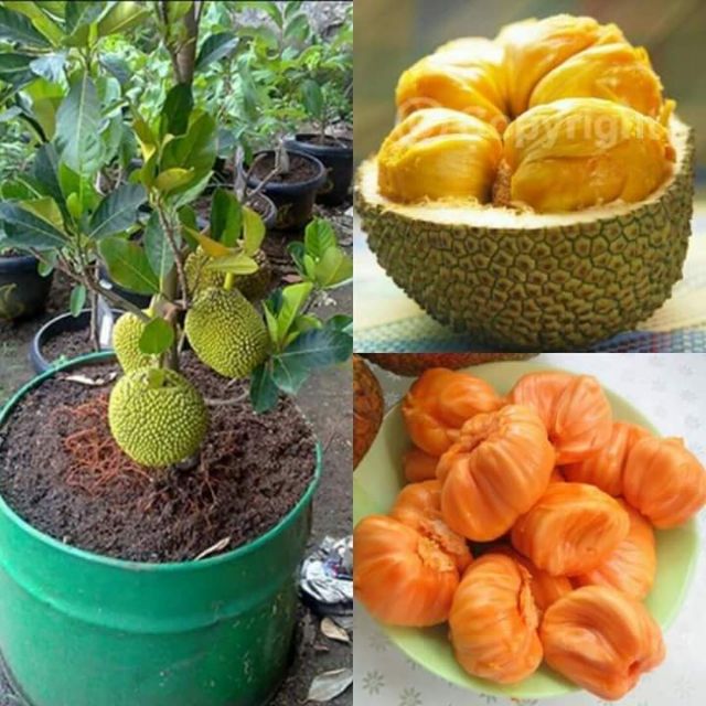 Anak Pokok Cempedak Durian Hybrid