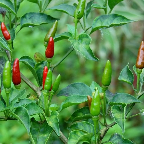 20pcs Seed Biji Benih Cili Padi Api Kampung Chili Bird Eye ...