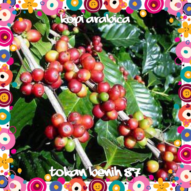 Anak pokok kopi  arabica Shopee Malaysia